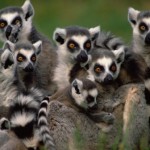 lemures cola anillada