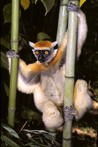 lemur de corona dorada