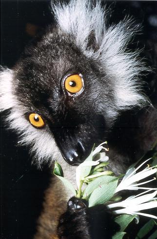 lemur negro
