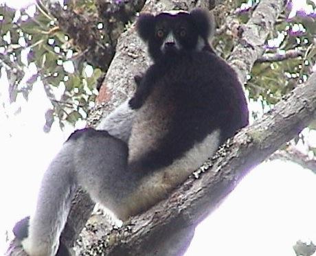 lemur indri