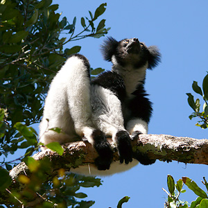 indri_lemur