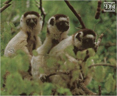 tres lemures