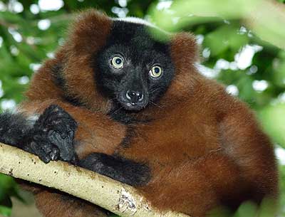 lemur rufo rojo