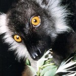 lemur negro