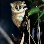 lemur raton gris